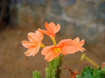Aro Crossandra, Firecraker Flower Seed(120 per packet)
