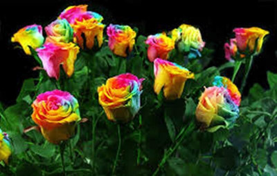 Greenry Rose Seed(100 per packet)