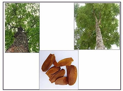 MKR Enterprises Mahogany Seed(30 per packet)