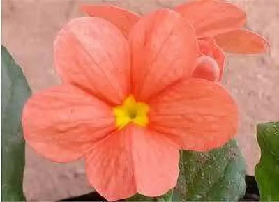 Aro Crossandra, Firecraker Flower Seed(90 per packet)