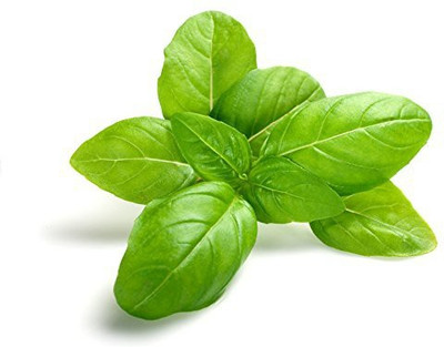 MKR Enterprises Mint Seed(50 per packet)