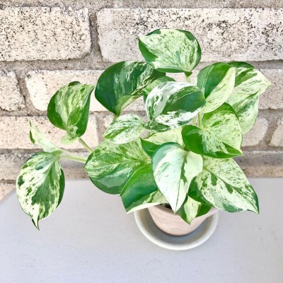 KUMUBON Money Plant(Hybrid, Pack of 1)