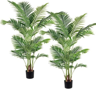 Ukanda Areca Palm(Hybrid, Pack of 1)