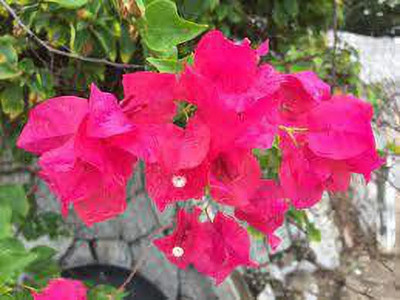 FasanGreen Bougainvillea Plant(Hybrid, Pack of 1)