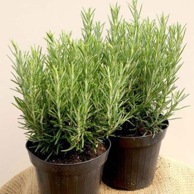 Amazing Gurden Rosemary Plant(Hybrid, Pack of 1)