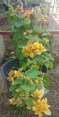 FasanGreen Bougainvillea Plant(Hybrid, Pack of 1)