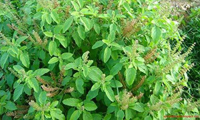 MKR Enterprises Basil Seed(200 per packet)
