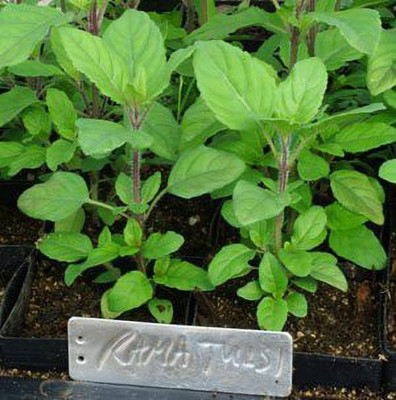 MKR Enterprises Basil Seed(200 per packet)