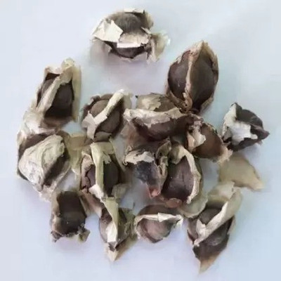 MAA Drumstick, Moringa Seed(45 per packet)