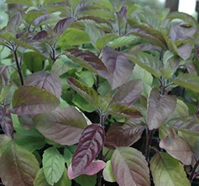 MKR Enterprises Basil Shyama Tulsi Seed(200 per packet)