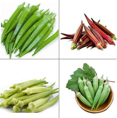 VibeX LX-30 - Green White Red Throne Fresh Okra - (150 Seeds) Seed(150 per packet)