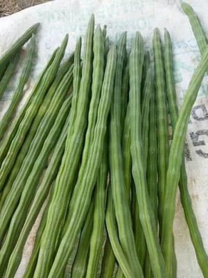 Aro Drumstick, Moringa Seed(16 per packet)