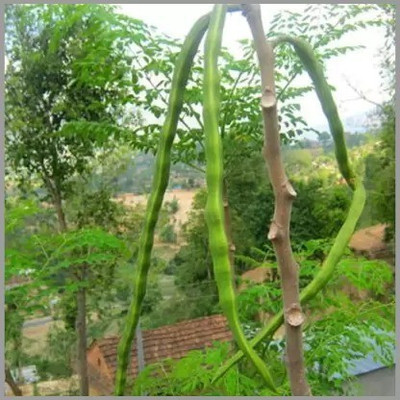 Aro Drumstick, Moringa Seed(45 per packet)