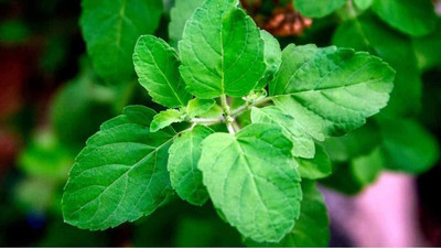 MKR Enterprises Basil Seed(200 per packet)