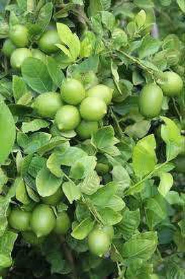 Earth Plant Farm Lemon Plant(Hybrid, Pack of 1)