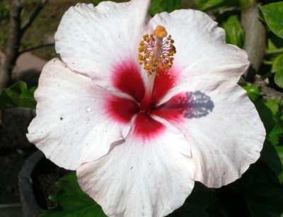 Heaven Of Saplings Hibiscus Plant(Hybrid, Pack of 1)