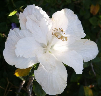 Evergreen Hibiscus Plant(Hybrid, Pack of 1)