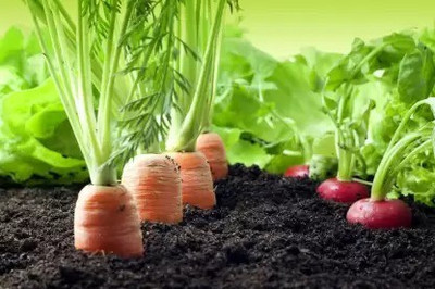Aro Carrot, Gajar Seed(70 per packet)