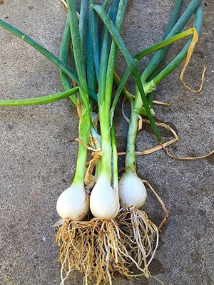 Chalisa White Onion Seed(130 per packet)