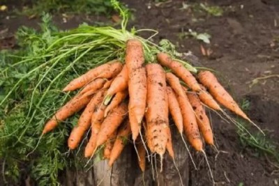 Aro Carrot, Gajar Seed(150 per packet)