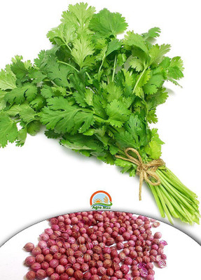 GREENBAAG Coriander Vegetable Seeds Seed(250 per packet)