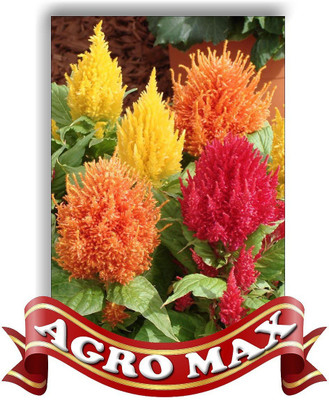 seedagro CELOSIA PLUMOSA DWARF MIX Seed(100 per packet)