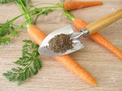 Aro Carrot, Gajar Seed(210 per packet)