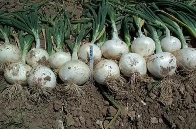 Chalisa White Onion Seed(110 per packet)