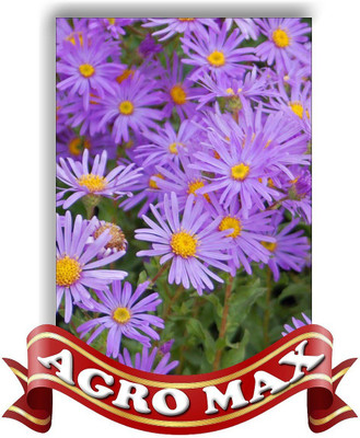 Qausain ASTER DOUBLE MIXED Seed(50 per packet)