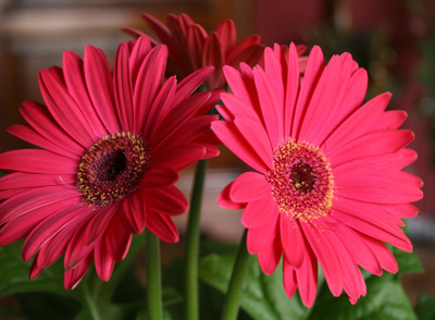 seedagro GERBERA Seed(100 per packet)