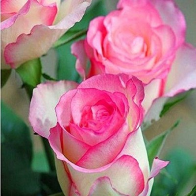 seedagro Imported Bonsai Fire and Ice Pink Rose Flower Plant Seed(100 per packet)