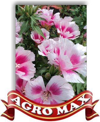 seedagro GODETIA SELECTED MIX Seed(100 per packet)