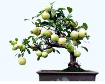 seedagro Imported Bonsai Green Apple Indoor/potted Tree Seed(100 per packet)