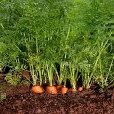 MAA Carrot, Gajar Seed(130 per packet)