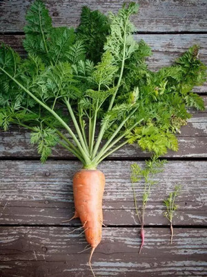 Chalisa Carrot Seed(50 per packet)