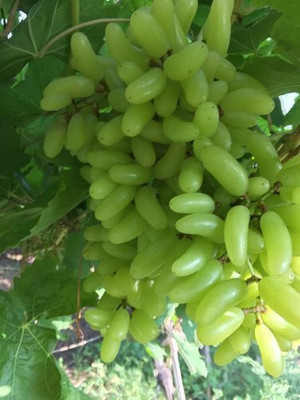 XOLDA Grapes Seed(30 per packet)