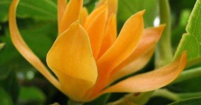 Heaven Of Saplings Golden Champa Plant(Hybrid, Pack of 1)