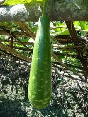 Aro Bottle Gourd, Kaddu, Lauki Seed(22 per packet)