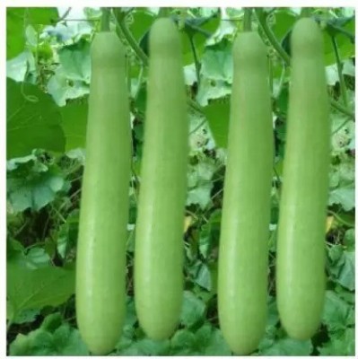 Aro Bottle Gourd, Kaddu, Lauki Seed(100 per packet)