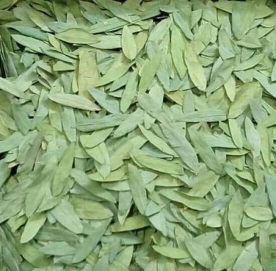 Dirghaanshi SENNA PATTA, SANAY LEAVES, SENNA LEAF, SONAMUKHI LEAVES, SONA PATTA (Pack of 500 gm) Seed(500 g)