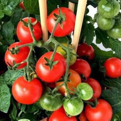 MAA Tomato, Tamatar Seed(240 per packet)