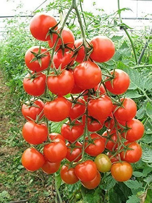 MAA Tomato, Tamatar Seed(70 per packet)