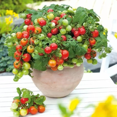 Aro Tomato, Tamatar Seed(250 per packet)