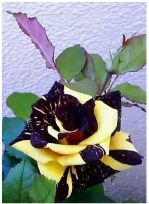 Sundhi Rose Plant(Hybrid, Pack of 1)