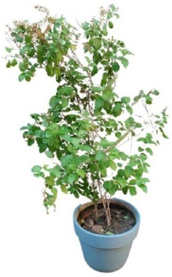 BALA PLANT CREATION Tulsi Plant(Hybrid, Pack of 1)