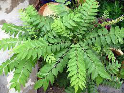 MiraclrGarden Curry Leaf Plant(Hybrid, Pack of 1)