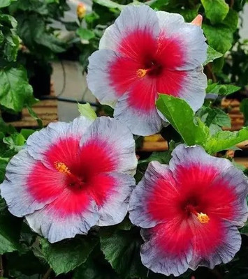 Samarthgreens Hibiscus Plant(Hybrid, Pack of 1)