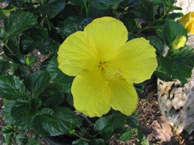 Evergreen Hibiscus Plant(Hybrid, Pack of 1)