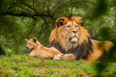 PRINTHUBS 30.48 cm Animals Lion Sticker Poster for Room Home office Wall Décor (Size12x18Inch)S61 Self Adhesive Sticker(Pack of 1)