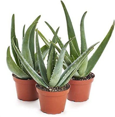 Amazing Gurden Aloe Vera Plant(Hybrid, Pack of 3)